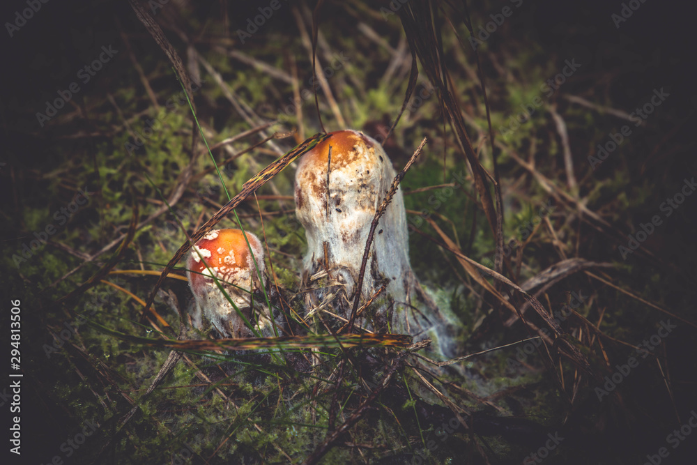 Disease of Amanita muscaria (Fly agaric mushroom) 