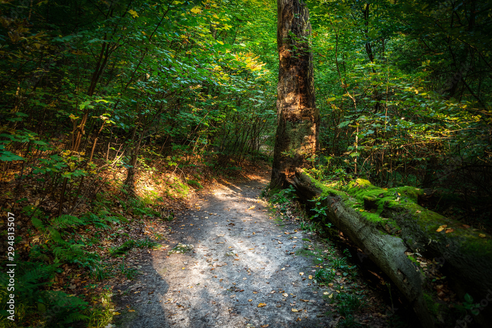Beautiful limestone rocks in the middle of a green woods. Scenery of Wolski Forest in Krakow in Poland. View of the legendary rocky and wooded gorge. Forest illuminated by the early autumn sun. Beautiful limestone rocks in the middle of a green woods. Scenery of Wolski Forest in Krakow in Poland. View of the legendary rocky and wooded gorge. Forest illuminated by the early autumn sun.