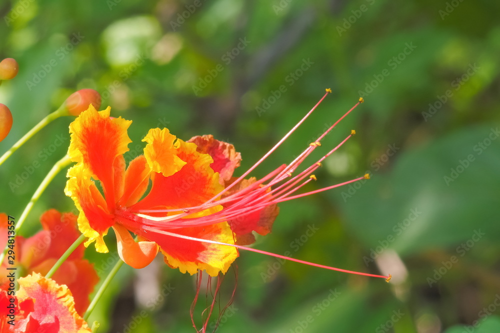 Close-up Pride of Barbados (Caesalpinia pulcherrima) blossom on branch with green nature blurred background, known as Red Bird of Paradise, Dwarf Poinciana, Peacock Flower, and flamboyan-de-jardin. Close-up Pride of Barbados (Caesalpinia pulcherrima) blossom on branch with green nature blurred background, known as Red Bird of Paradise, Dwarf Poinciana, Peacock Flower, and flamboyan-de-jardin.