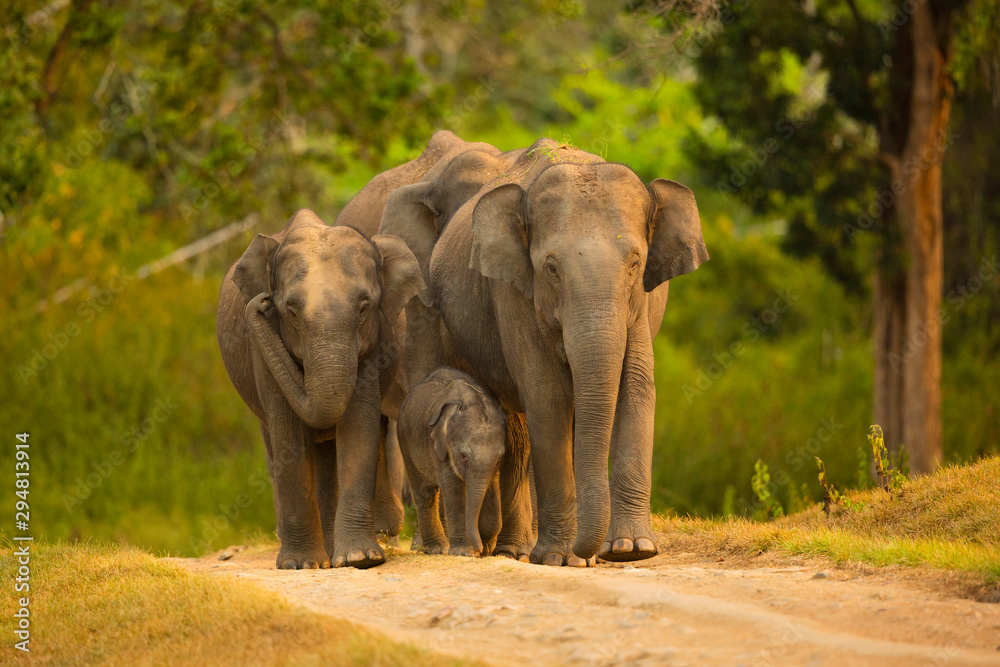 asian elephant family with calf ,Bandipur National Park,Karnataka Stock  Photo | Adobe Stock
