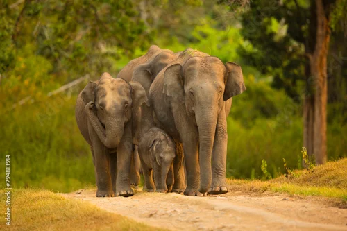 Fototapeta asian elephant family with  calf ,Bandipur National Park,Karnataka