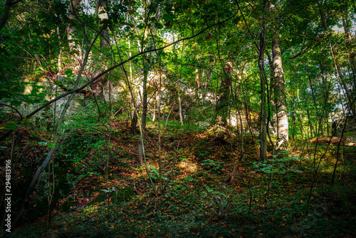 Forest illuminated by the early autumn sun. Scenery of Wolski Forest in Krakow in Poland. View of the legendary rocky and wooded gorge. Beautiful limestone rocks in the middle of a green woods. 