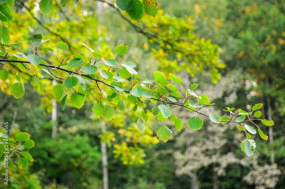 Green natural background. Branch with green leaves in the forest. Green natural background. Branch with green leaves in the forest.