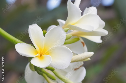 Beautiful white Plumeria flowers  frangipani  blossom blooming on branches with green nature blurred background.