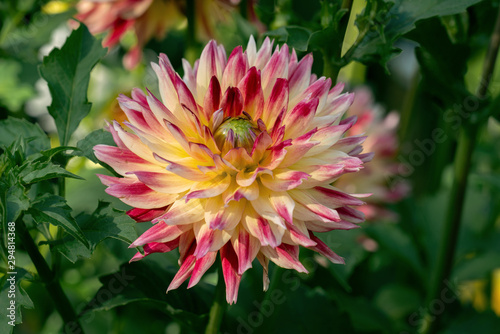 Colourful close up of a red and yellow multi coloured german Dahliendorf Legden dahlia