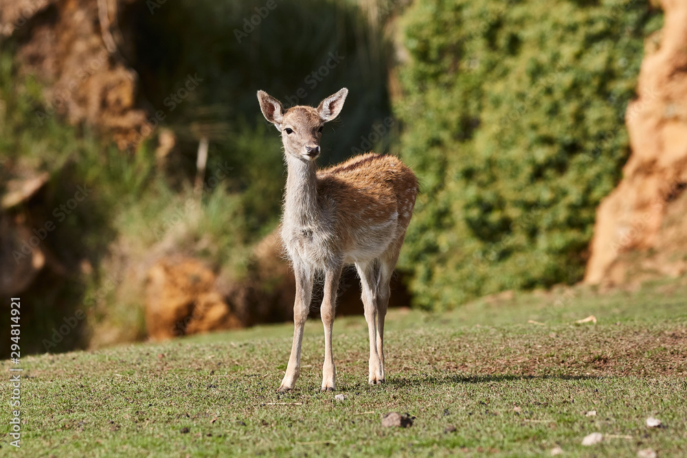 Portrait Deer of a free and wild Spain stag, as captured in his natural habitat Portrait Deer of a free and wild Spain stag, as captured in his natural habitat