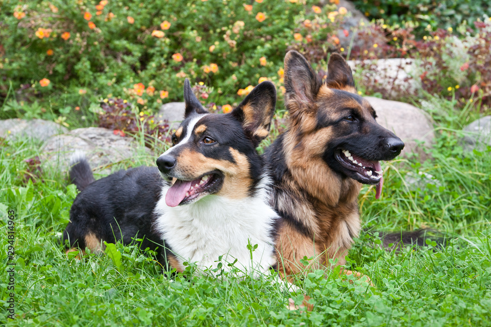Dogs Welsh Corgi Cardigan and German Shepherd together lie near a flower bed in the garden