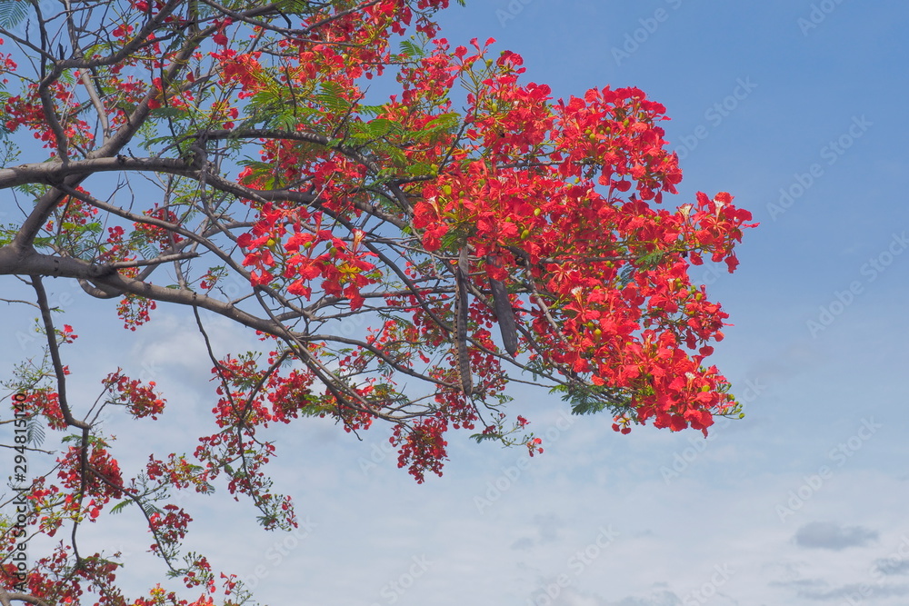 view of Royal poinciana tree (Delonix regia) also called flamboyant tree or peacock tree, red flowers blossom blooming on branches with blue sky background. view of Royal poinciana tree (Delonix regia) also called flamboyant tree or peacock tree, red flowers blossom blooming on branches with blue sky background.