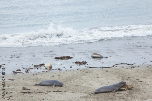 leones marinos en playa