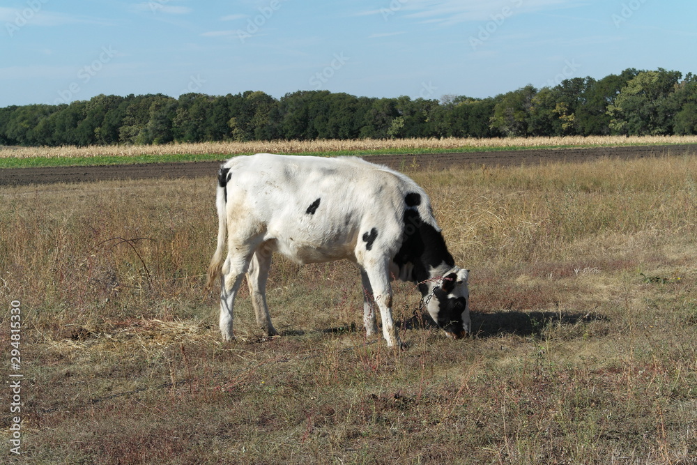 Cow on the Meadow Cow on the Meadow