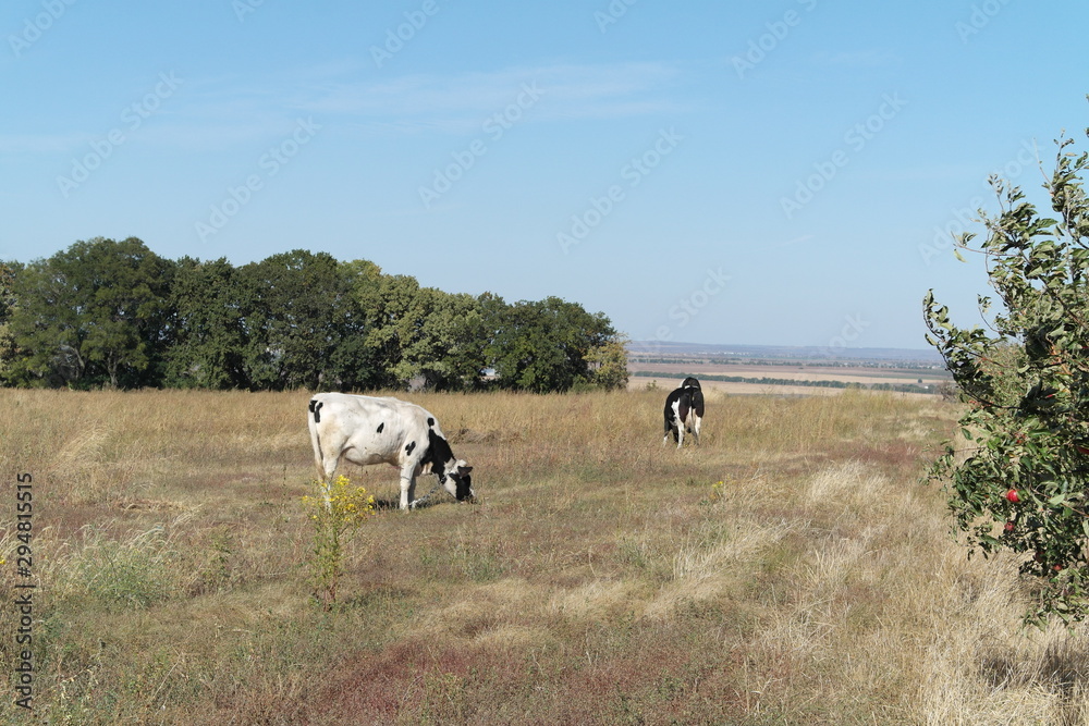 Obraz premium Cow on the Meadow