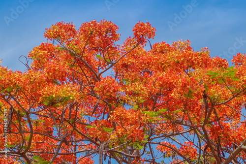 Royal poinciana tree  Delonix regia  also called flamboyant tree or peacock tree  orange flowers blossom blooming on top tree with blue sky background.