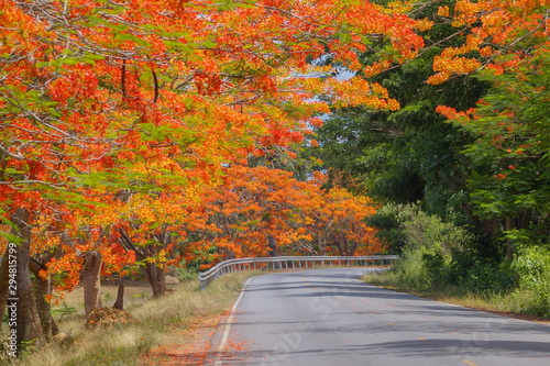 Εκτύπωση καμβά view of Royal poinciana (Delonix regia) red flowers blossom blooming on side road with green nature blurred background, also called flamboyant tree and peacock tree,