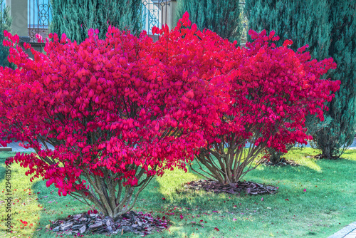 A fragment of the autumn park . Winged euonymus Compactus is a perennial shrub that impresses with its beauty.