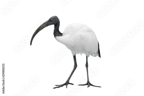 african sacred ibis isolated on white photo
