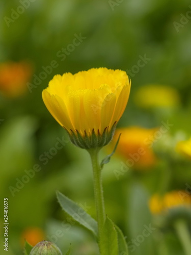 Close-up Pot Marigold yellow flower or Calendula flower  Calendula officinalis  blossom on branch in morning with green nature background.