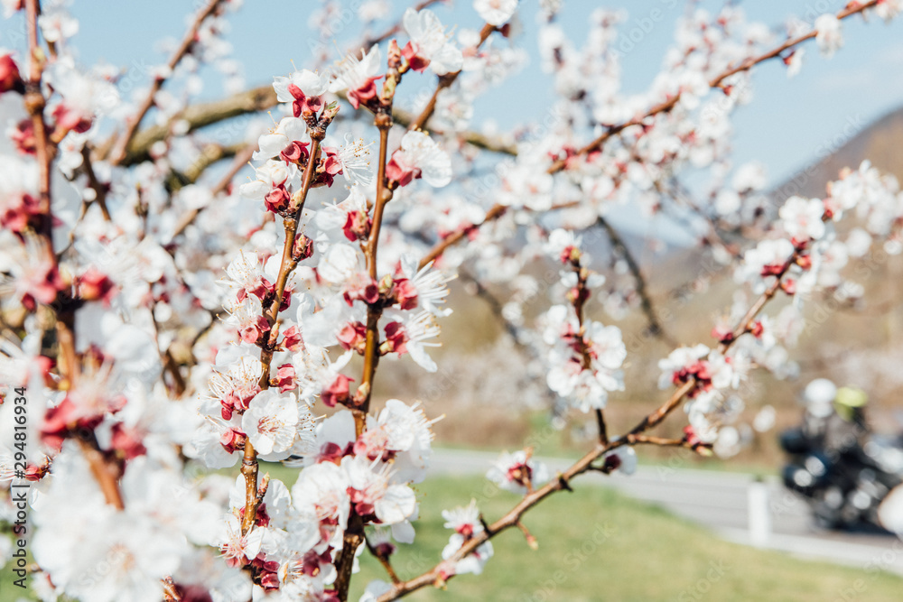 cherry blossom time in europe cherry blossom time in europe