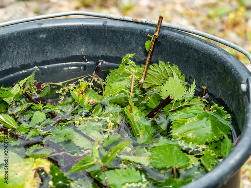 nettle brew natural fertilizer stinging nettles