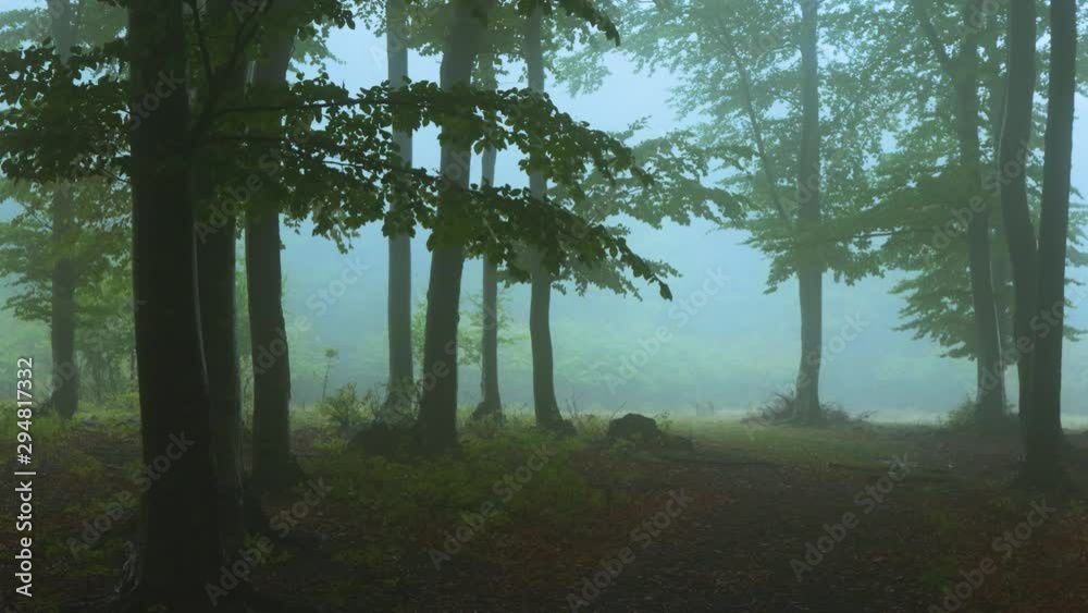 Dark blue fog inside the forest. Autumn mornings Dark blue fog inside the forest. Autumn mornings