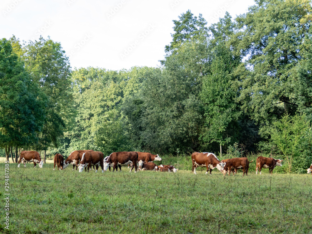 herd of hereford cattle is grazing on a meadow