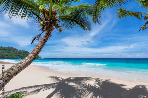 Fototapeta Naklejka Na Ścianę i Meble -  Tropical Beach. Sandy beach with palm and turquoise sea. Summer vacation and tropical beach concept.	