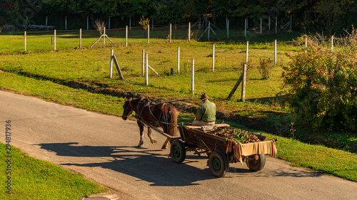 old man driving a horse wagon on countryside