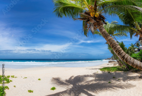Fototapeta Naklejka Na Ścianę i Meble -  Tropical Beach. Sandy beach with palm and turquoise sea in Jamaica paradise island.