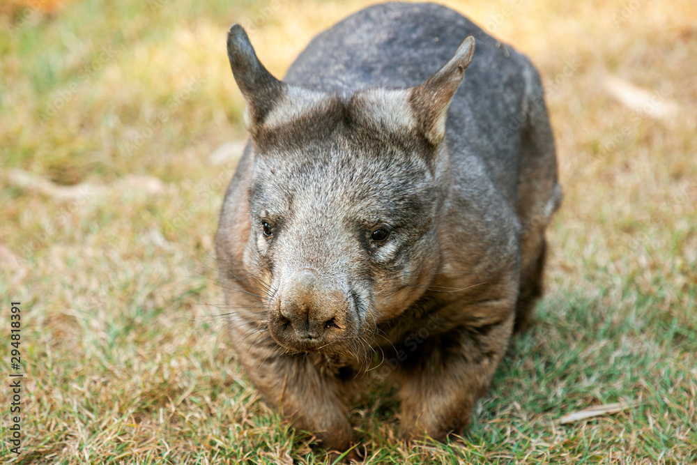 Large Southern Hairy-nosed Australian Wombat outside during the day. Large Southern Hairy-nosed Australian Wombat outside during the day.