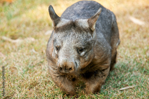 Large Southern Hairy-nosed Australian Wombat outside during the day.