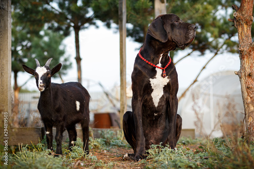 Black great dane dog with goats on the farm photo