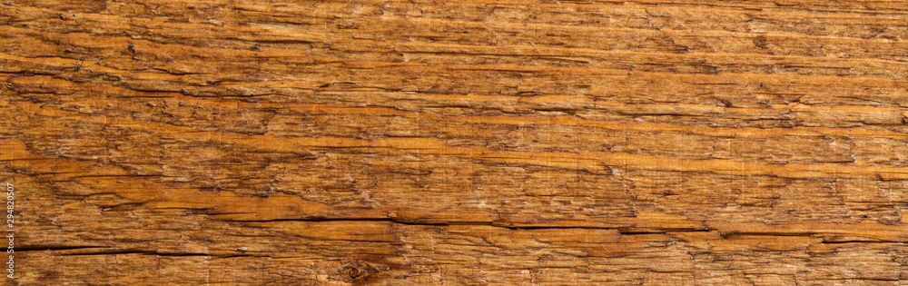 bark of a tree surface texture bark of a tree surface texture