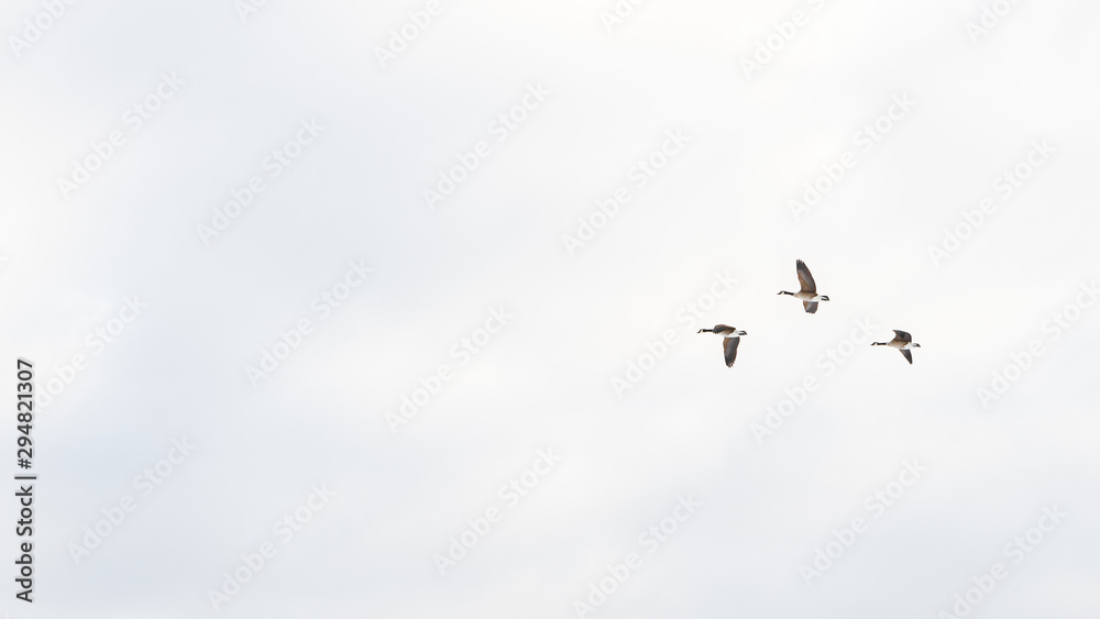 the geese are in the air mastering the wind and challenges with skill and teamwork the geese are in the air mastering the wind and challenges with skill and teamwork