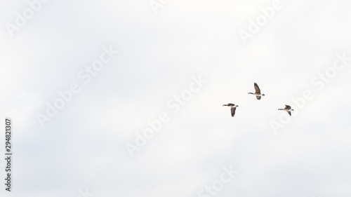 the geese are in the air mastering the wind and challenges with skill and teamwork © Joerg