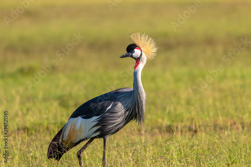 Truly Crowned Crane