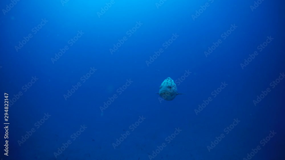 stone grouper in the natural environment at a cleaning station stone grouper in the natural environment at a cleaning station