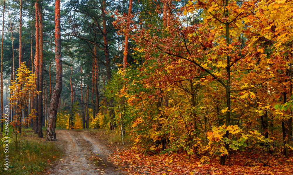 Autumn forest. Pleasant walk in the nature. Autumn painted trees with its magical colors. Autumn forest. Pleasant walk in the nature. Autumn painted trees with its magical colors.