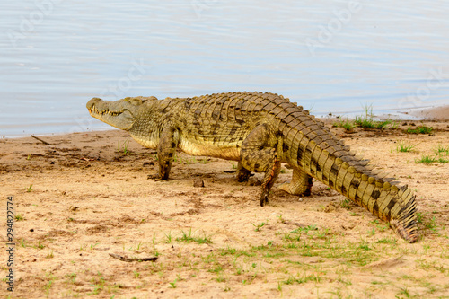 Walking crocodile on the move