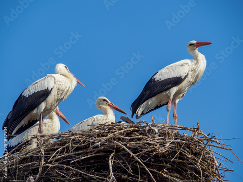 White storks in the nest