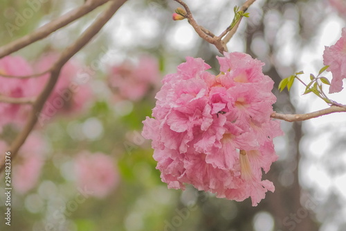 Close-up Pink Trumpet Tree (Tabebuia Rosea) pink flower cherry blossom on branches with green nature blurred background, Kamphaeng Saen District, Nakhon Pathom, Thailand. photo