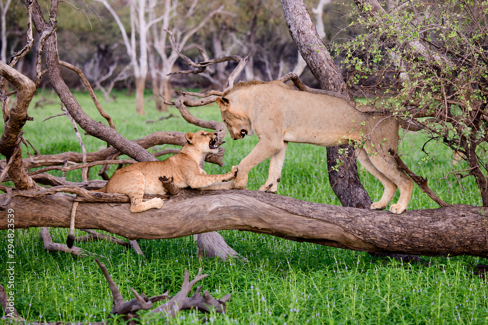 Lion cub with older sibling on a fallen branch Lion cub with older sibling on a fallen branch