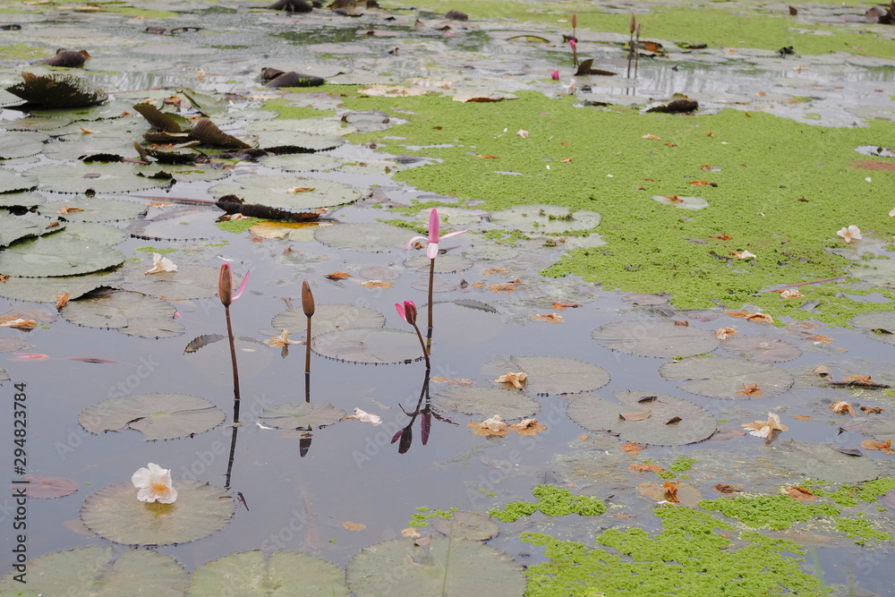 view of red water lilly growing in canal around with fall Tabebuia Rosea pink flower.