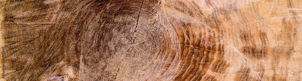 bark of a tree surface texture bark of a tree surface texture