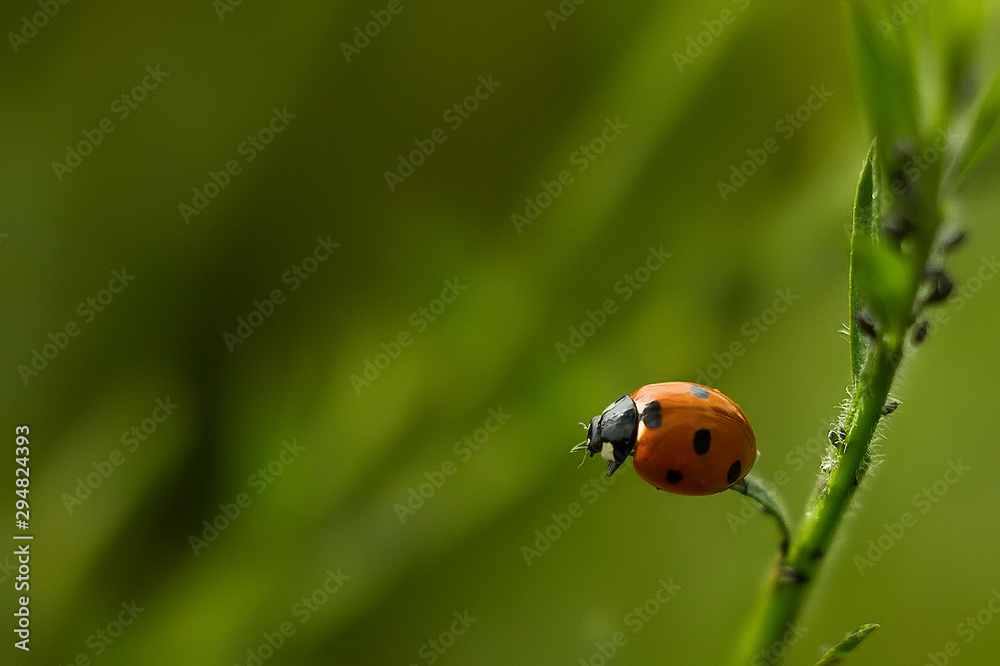 Biedronka siedmiokropka (Coccinella septempunctata) Biedronka siedmiokropka (Coccinella septempunctata)