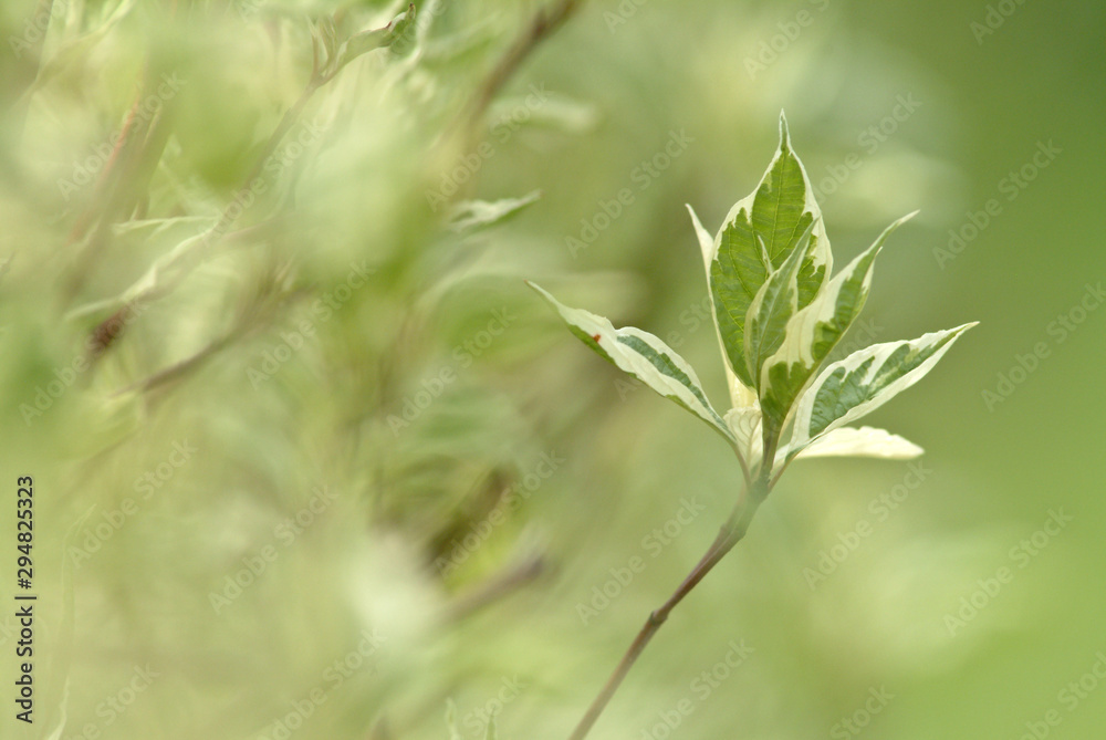 arbre feuille ete vert environnement macro arbre feuille ete vert environnement macro