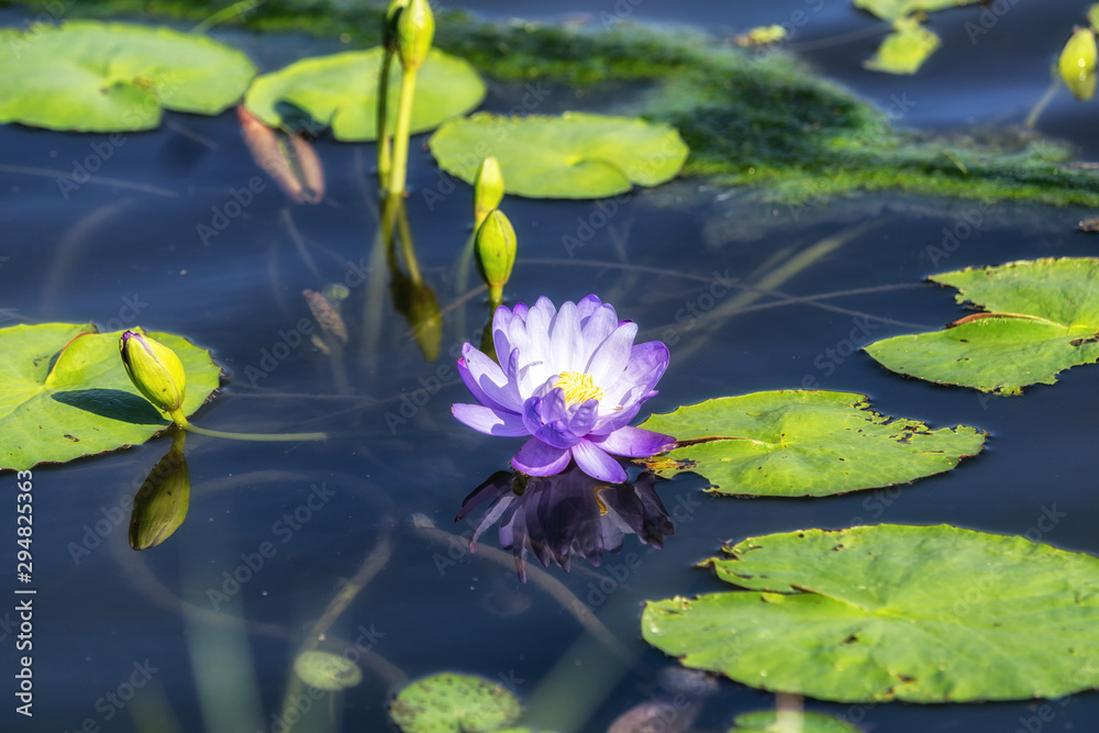 lotus flower in semiwon garden lotus flower in semiwon garden