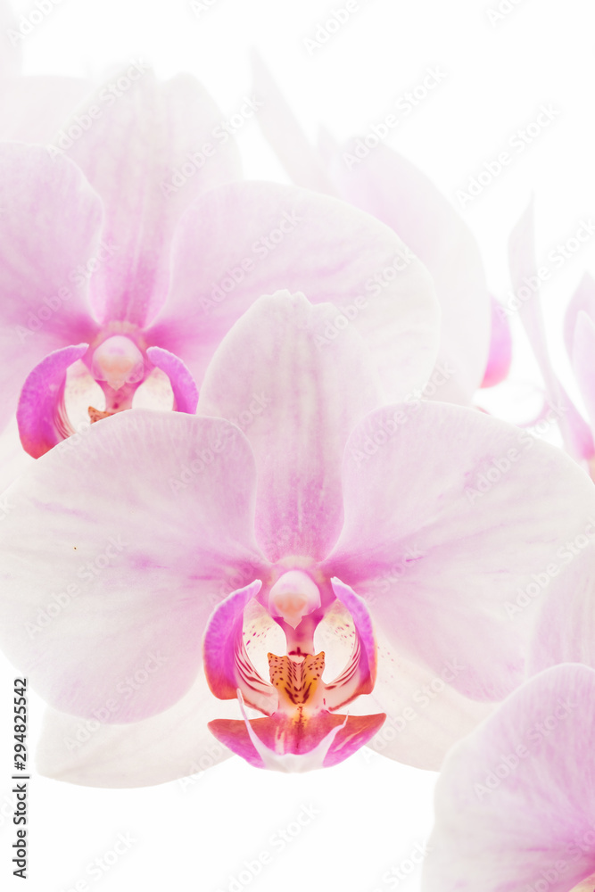 Pale pink Phalaenopsis orchid commonly called a moth orchid isolated against a white background. Pale pink Phalaenopsis orchid commonly called a moth orchid isolated against a white background.