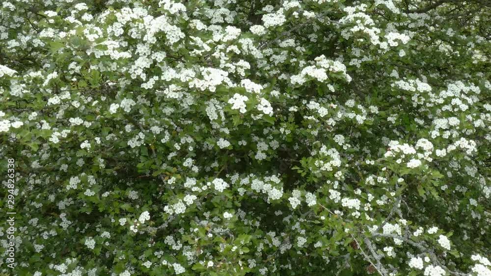 common hawthorn (Crateagus monogyna) in flower 4k common hawthorn (Crateagus monogyna) in flower 4k