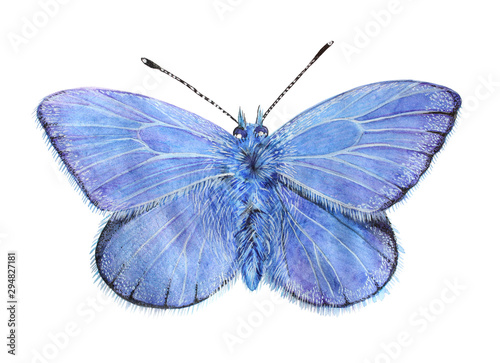 Butterfly Lycaena (copper-butterfly)  Beautiful sky blue butterfly isolated on a white background. Drawing watercolor, color pencils. photo