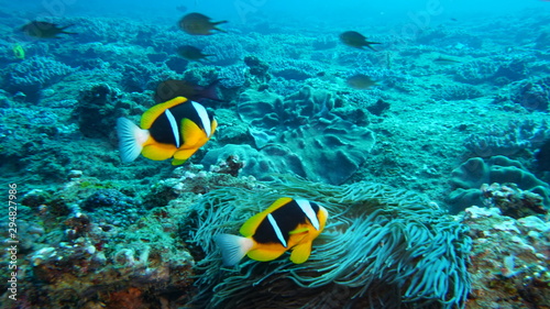 amazing underwater world - fish