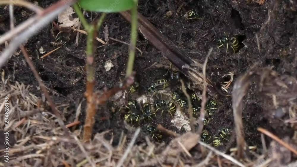 active wasp nest full of wasps under the roots of a tree active wasp nest full of wasps under the roots of a tree